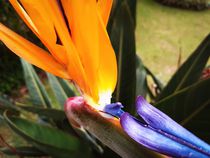 Strelitzia in close up. by Ro Mokka