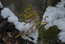 der Baum im Baum... 2 von loewenherz-artwork