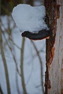 Baumpilz mit Schneehaube... by loewenherz-artwork