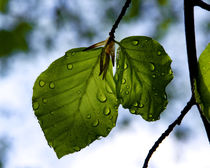 Buchenblatt nach dem Regen von Ronald Nickel