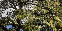 bhutanese mountain tree by anando arnold