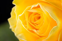 Macro of Yellow Rose von maxal-tamor