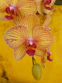 All yellow: orchid on yellow rustic wall  von Ro Mokka