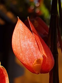 Close up of Indian Clock Vine flower bud von Ro Mokka