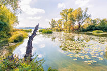 Reeds and Water Lilies in the River by maxal-tamor