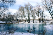 Winter Trees  Close to the Dnieper River by maxal-tamor