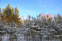 Winter. Forest. Pine shoots von mnwind