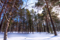 Winter. Forest. Light von mnwind