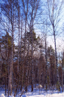 Winter. Forest. Birch by mnwind