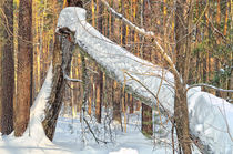 Winter. Forest. Broken tree von mnwind