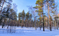 Winter. Forest. Shadow von mnwind