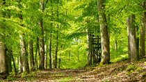 Frisches Grün im Buchenwald by Ronald Nickel