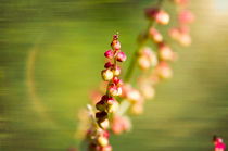 Red Rumex Acetosella von maxal-tamor