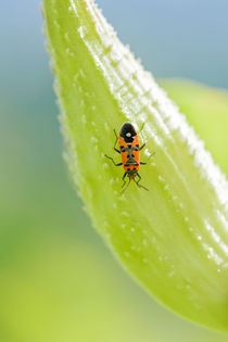 Firebug on a Fruit of Asclepias Syriaca by maxal-tamor