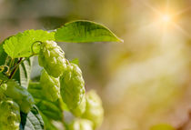 Humulus Lupulus Flowers, Also Called Hops von maxal-tamor