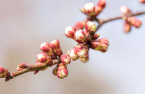 Apricot Tree Buds von maxal-tamor