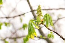 Cestnut Leaves and Flower by maxal-tamor