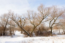 The V tree under the snow by maxal-tamor