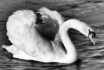 Swan in black and white von kattobello