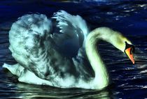 Swan in the Mid Night Light von kattobello