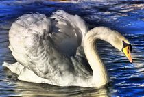 Swan in the Sun light by kattobello