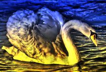 Magic Swan by kattobello
