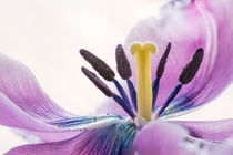 Stamens and Pistil of a Pink Fringed Tulip von maxal-tamor