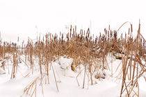 Dry Typha Latifolia Flowers, also called Cattails by maxal-tamor