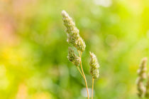 Gramineae Herbs in the Meadow by maxal-tamor