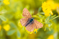 Brown Butterfly by maxal-tamor