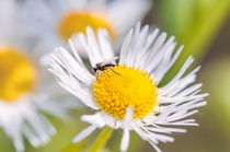 Mosquito on Daisy by maxal-tamor