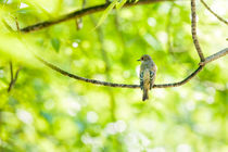 Collared Flycatcher by maxal-tamor