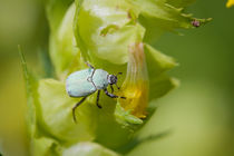 Hoplia Parvula on a Rhinanthus Flower von maxal-tamor