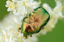 Iridescent Scarab on Flower von maxal-tamor