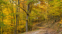 Wandern im goldenen Herbstwald von Ronald Nickel