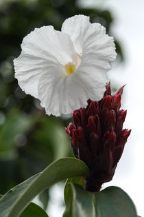 Alpinia pupurata (red ginger) on the Seychelles islands) by stephiii