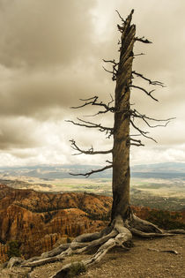 Der Baum im Bryce Canyon von Andrea Potratz