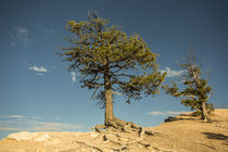 Der Baum von Andrea Potratz