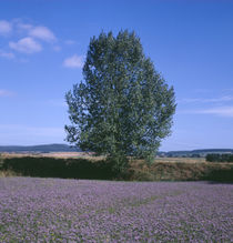 Sommerliche Landschaft                      von Karlheinz Milde