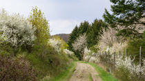 Blühender Schlehdorn und blühende Vogelkirschbäume am Waldrand von Ronald Nickel