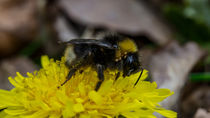 Gartenhummel auf einer gelben Blüte von Ronald Nickel