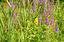 Lysimachia Vulgaris and Lythrum Salicaria by maxal-tamor