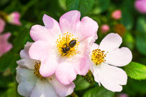 Eglantine and Bee by maxal-tamor