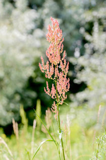 Rumex Acetosella in the Meadow by maxal-tamor