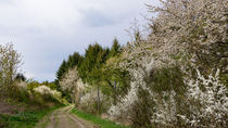 Am blühenden Waldrand by Ronald Nickel