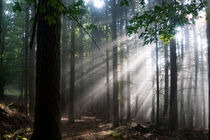 Nach einem kräftigen Sommerregen im Wald von Ronald Nickel