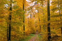 Auch im goldenen Herbst kann Nieselregen einsetzen von Ronald Nickel