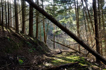 Einsamer Waldweg durch den Nadelwald im Februar von Ronald Nickel