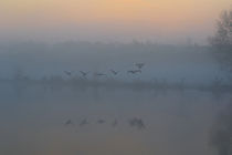 Nebelflug by Bernhard Kaiser