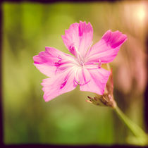 Wild Dianthus Armeria von maxal-tamor